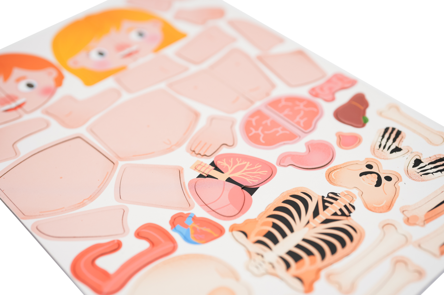 ME Magnetic Pad - Human Anatomy