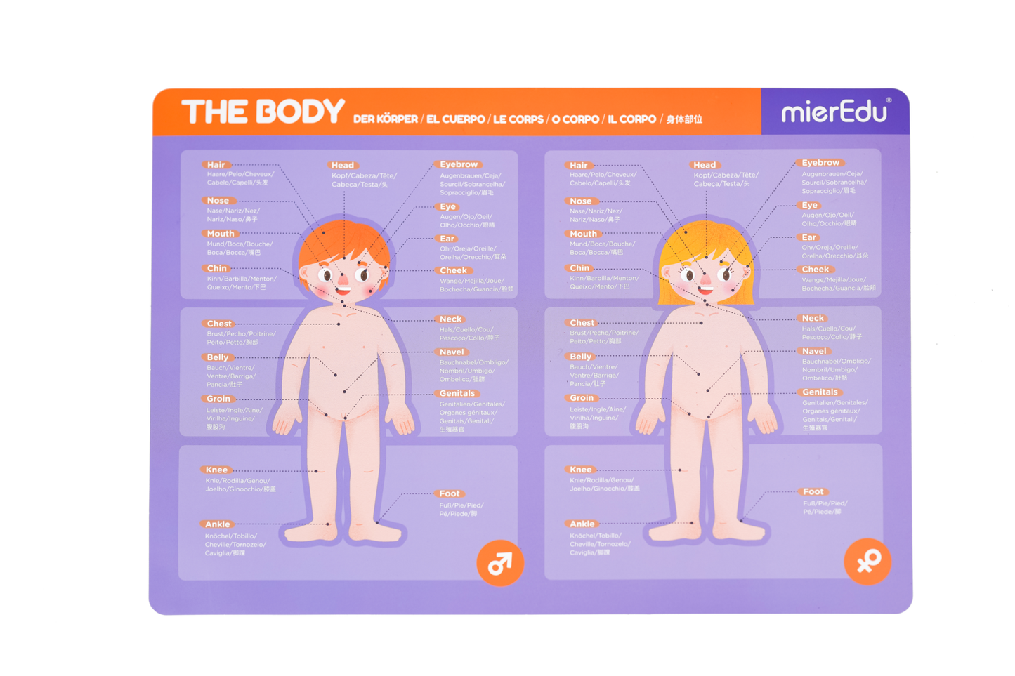 ME Magnetic Pad - Human Anatomy