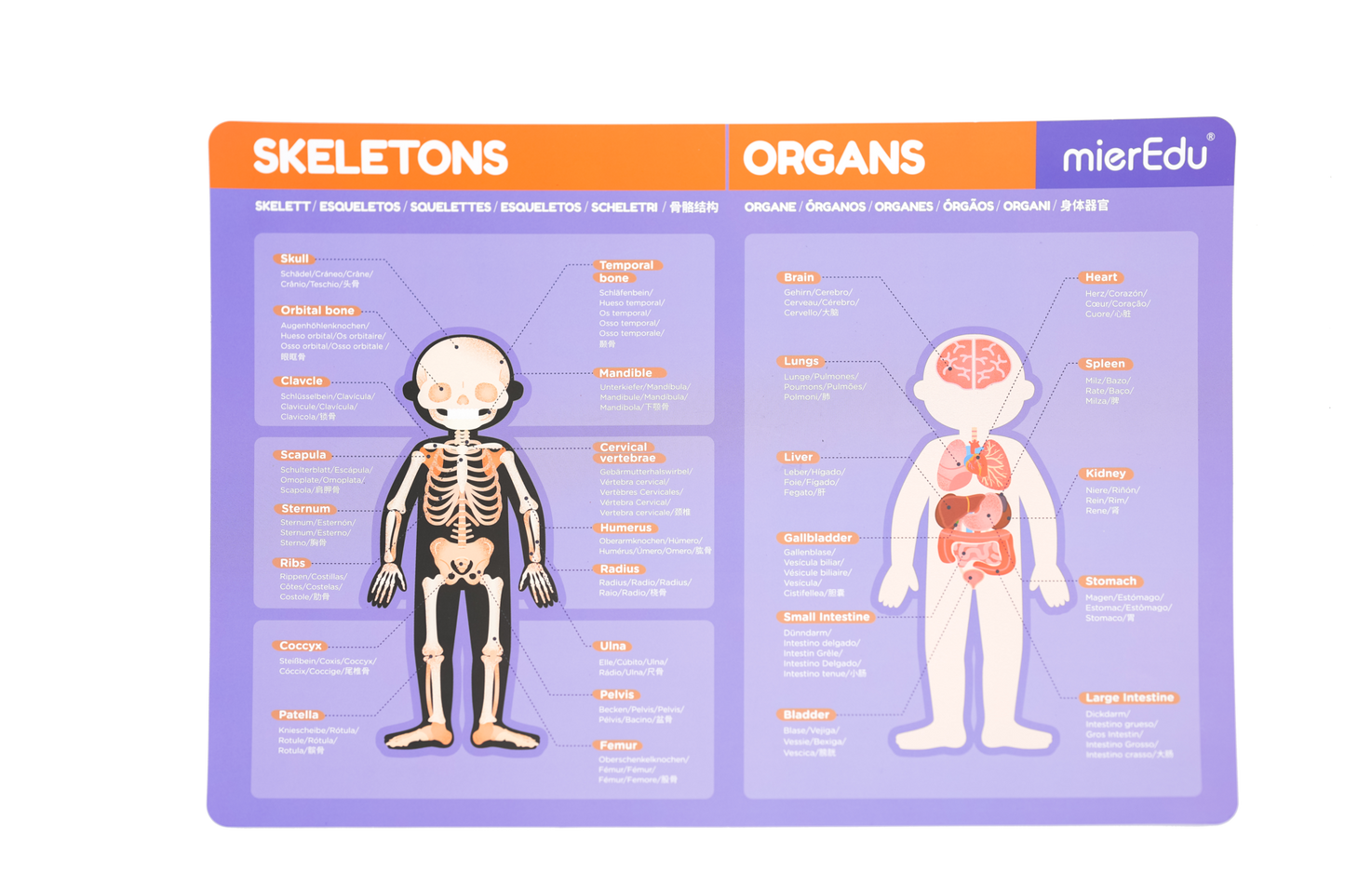 ME Magnetic Pad - Human Anatomy