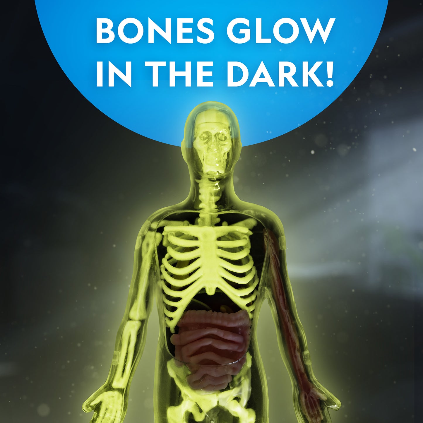 NG Human Body Science Kit