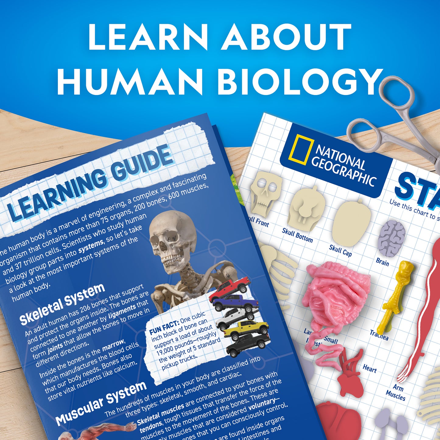 NG Human Body Science Kit