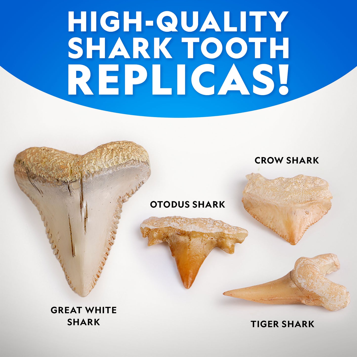 NG Great White Shark Tooth Dig Kit