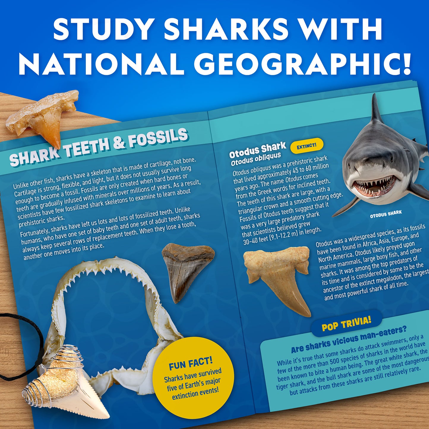 NG Great White Shark Tooth Dig Kit