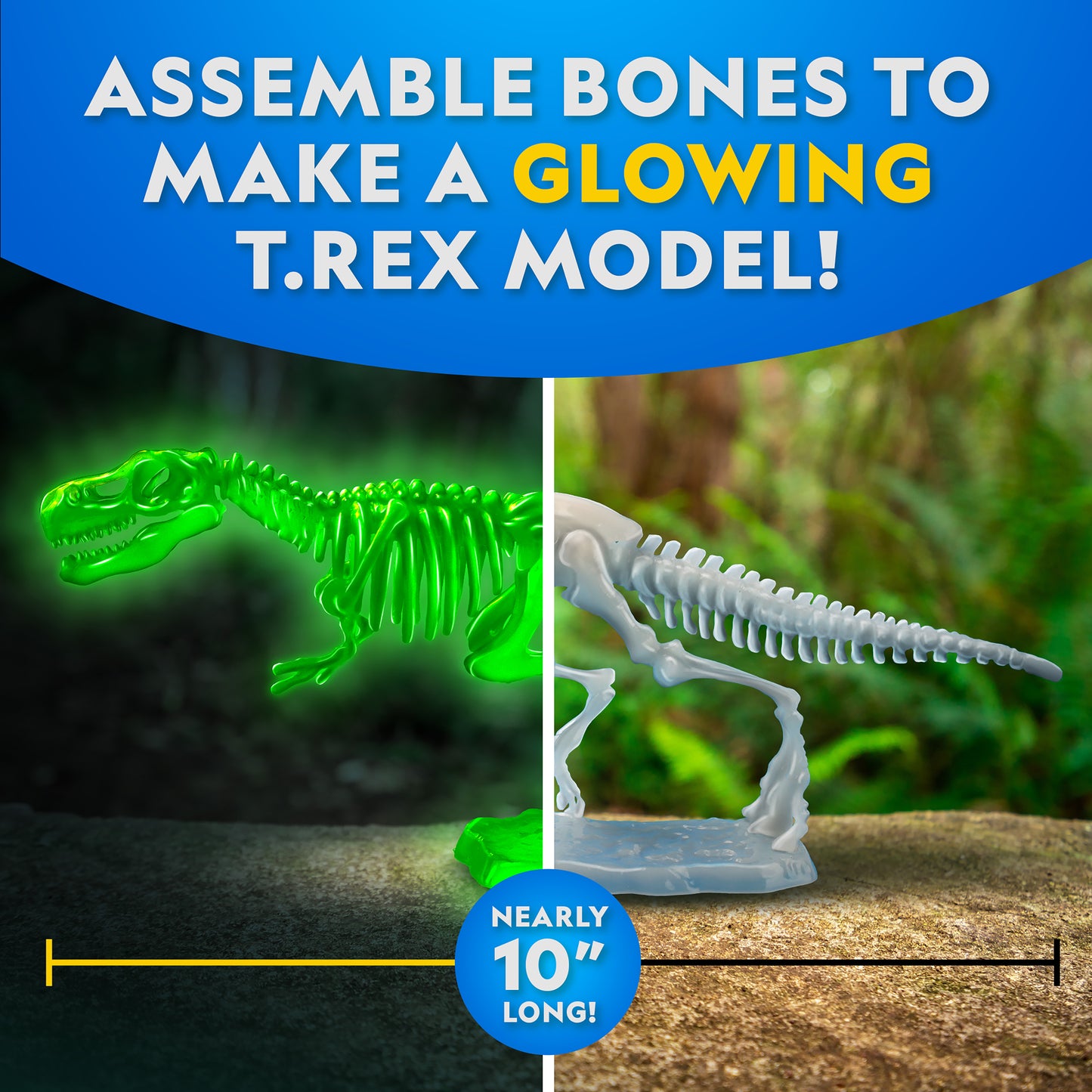 NG GID T Rex Dissection Lab