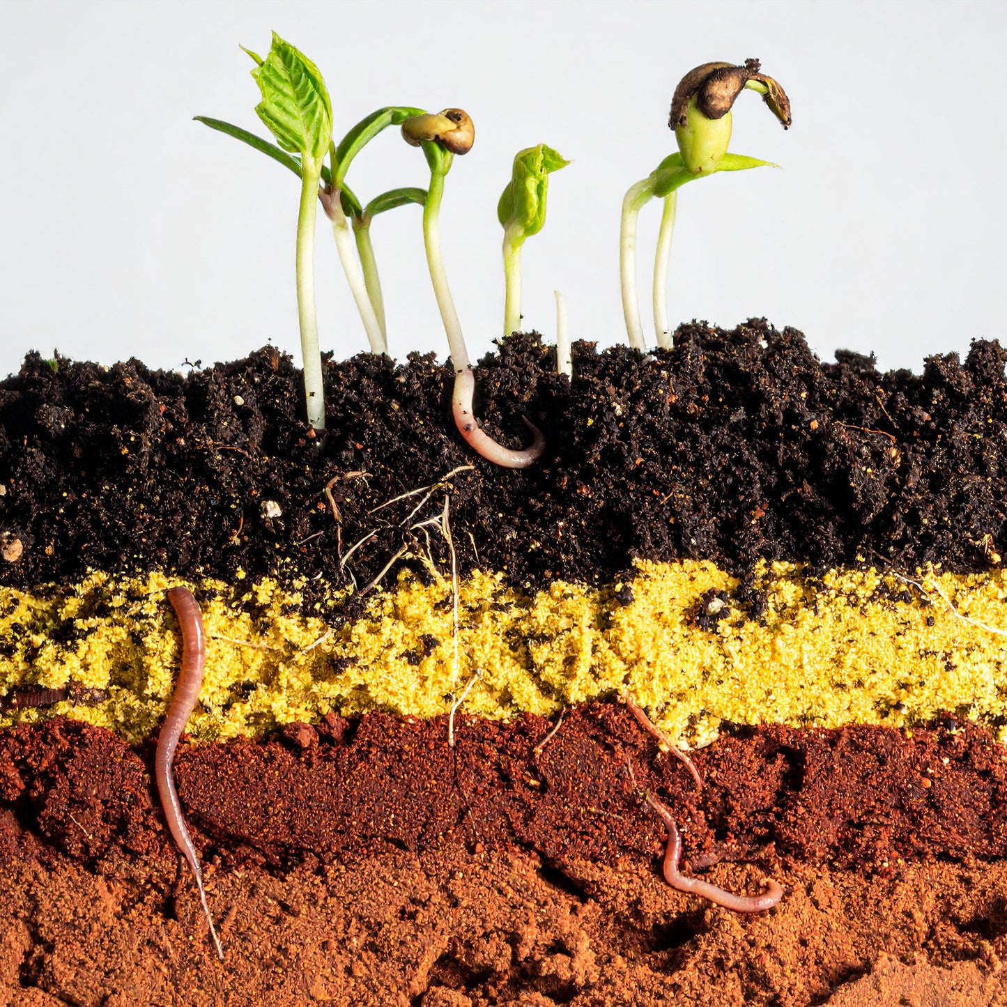 Worm Farm