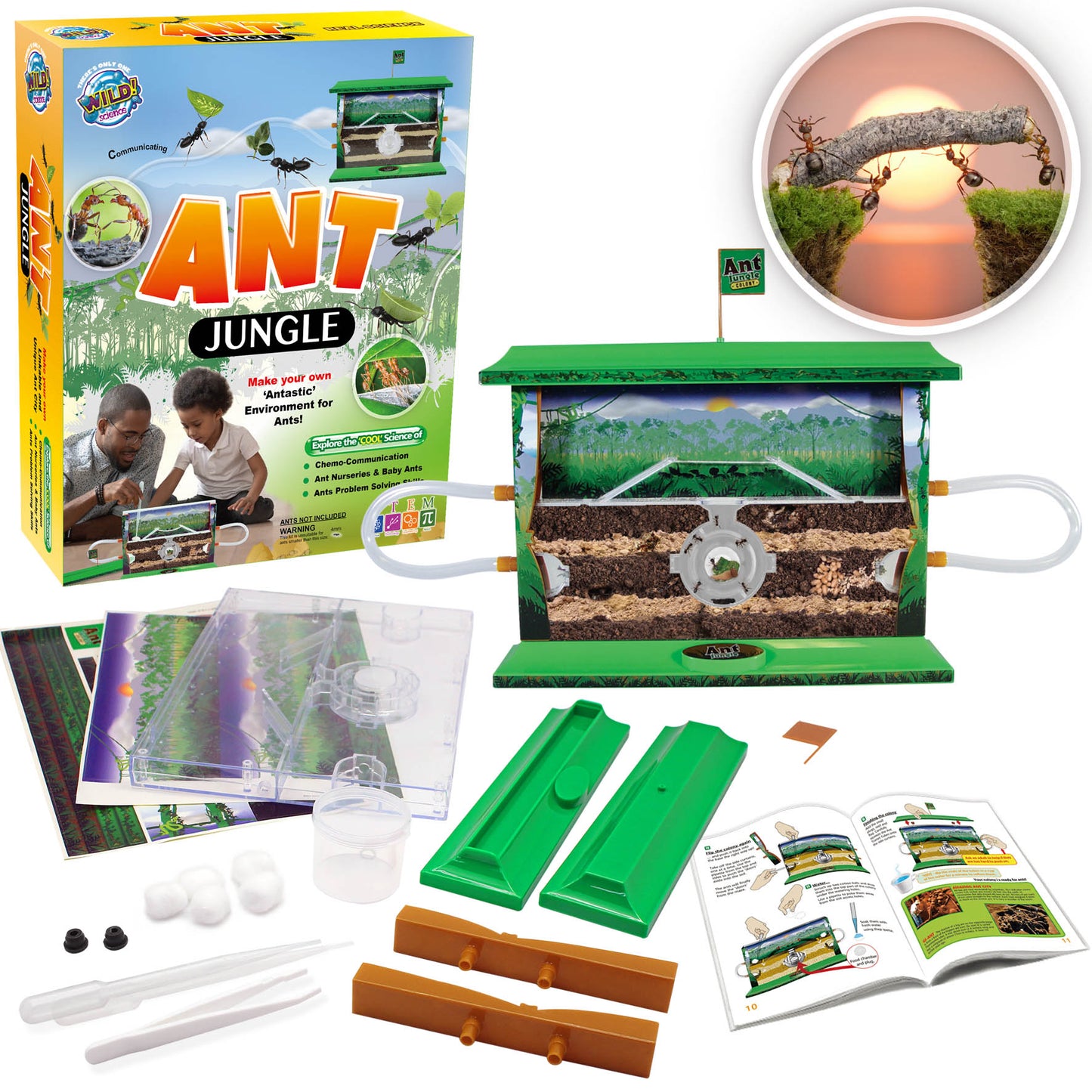 Ant Jungle